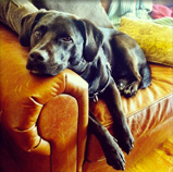 Charlotte Mingus Bolognino Mascot